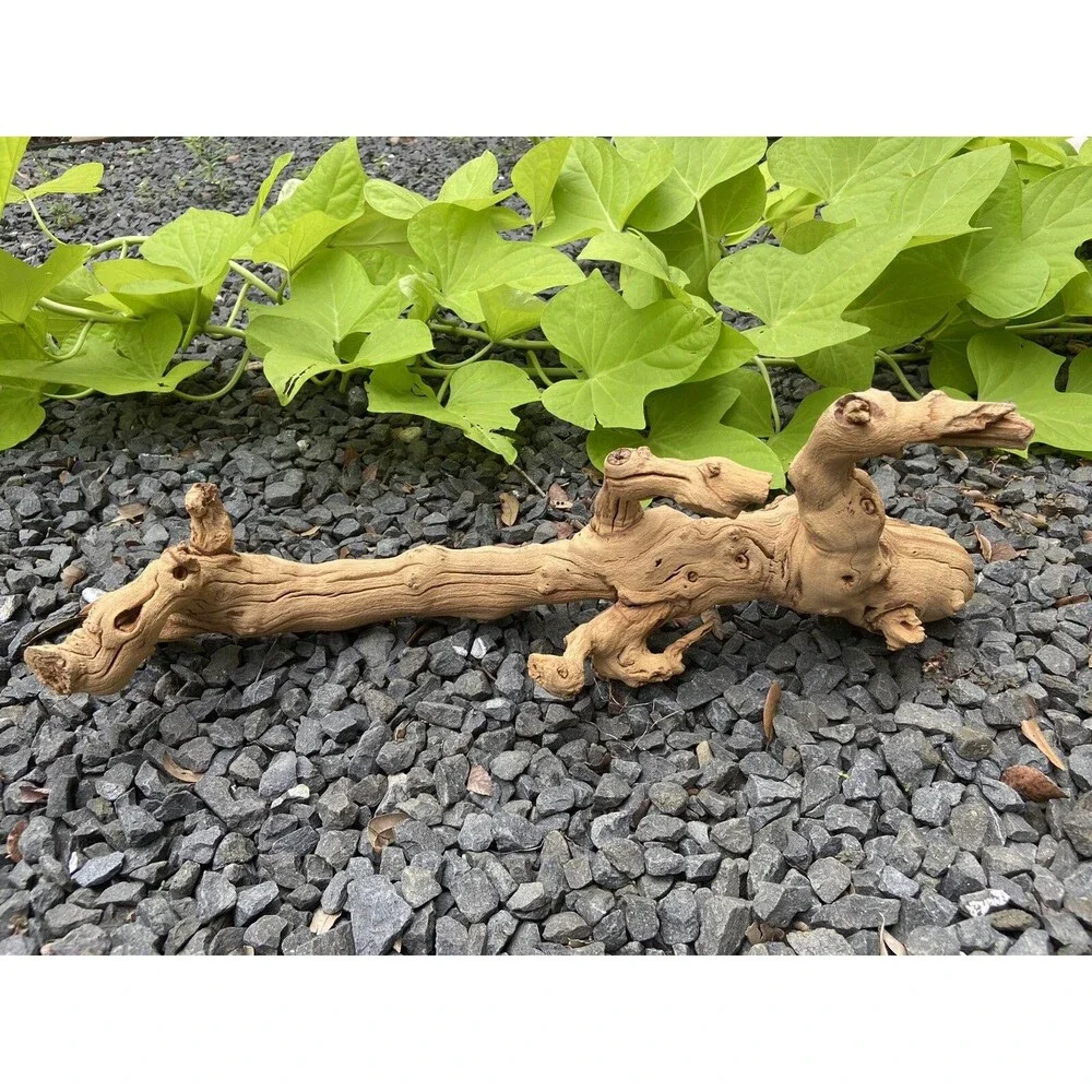 Driftwood Aquarium, Terrarium, Taxidermy, Arts, Crafts 18” Long Weathered